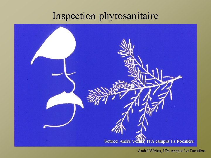 Inspection phytosanitaire André Vézina, ITA campus La Pocatière 