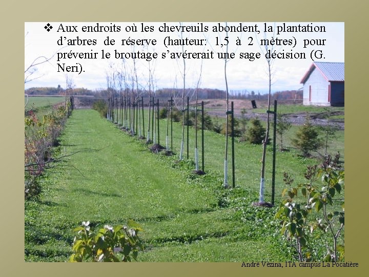 v Aux endroits où les chevreuils abondent, la plantation d’arbres de réserve (hauteur: 1,