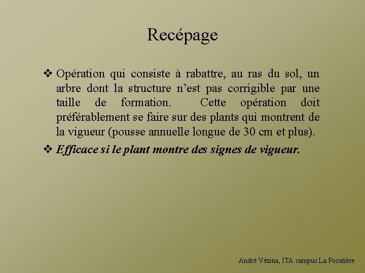 Recépage v Opération qui consiste à rabattre, au ras du sol, un arbre dont