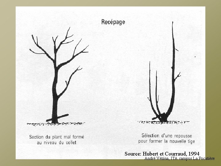 Source: Hubert et Courraud, 1994 André Vézina, ITA campus La Pocatière 
