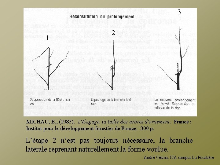 3 1 2 MICHAU, E. , (1985). L'élagage, la taille des arbres d'ornement. France