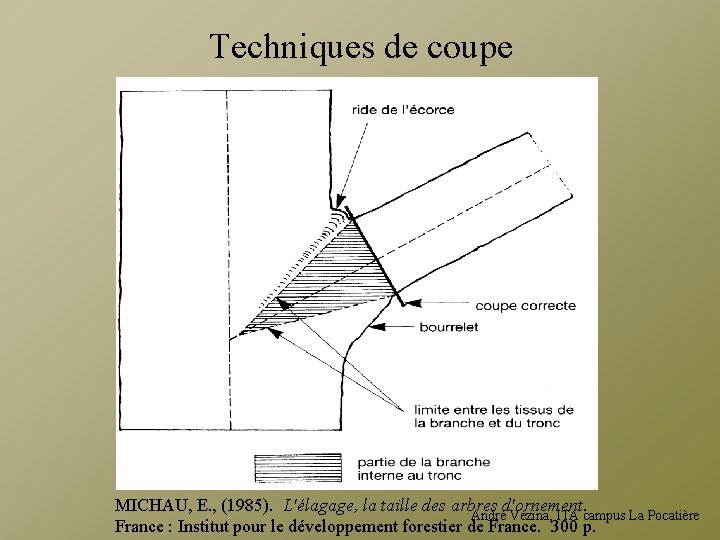 Techniques de coupe MICHAU, E. , (1985). L'élagage, la taille des arbres d'ornement. André