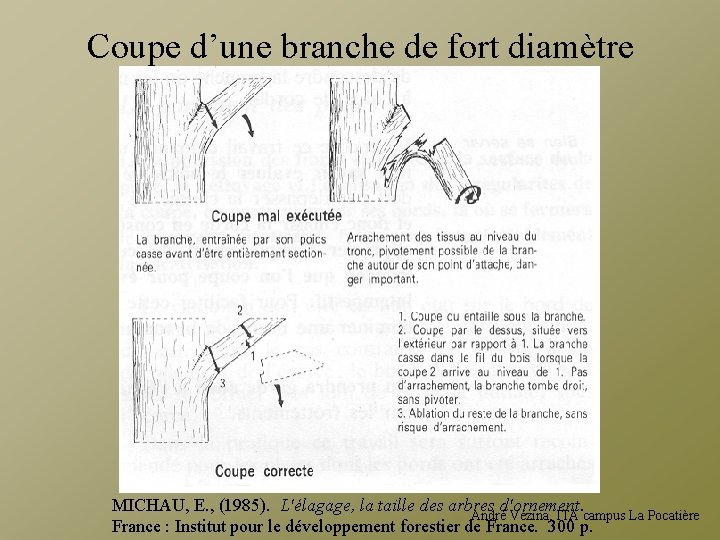 Coupe d’une branche de fort diamètre MICHAU, E. , (1985). L'élagage, la taille des
