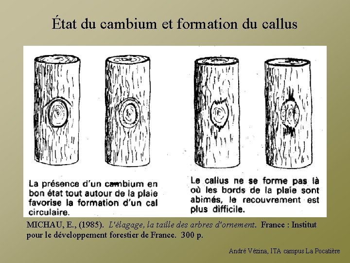 État du cambium et formation du callus MICHAU, E. , (1985). L'élagage, la taille