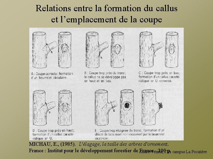 Relations entre la formation du callus et l’emplacement de la coupe MICHAU, E. ,