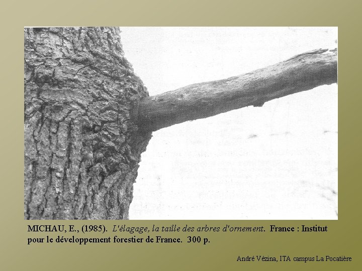 MICHAU, E. , (1985). L'élagage, la taille des arbres d'ornement. France : Institut pour