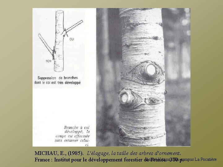 MICHAU, E. , (1985). L'élagage, la taille des arbres d'ornement. André Vézina, 300 ITAp.
