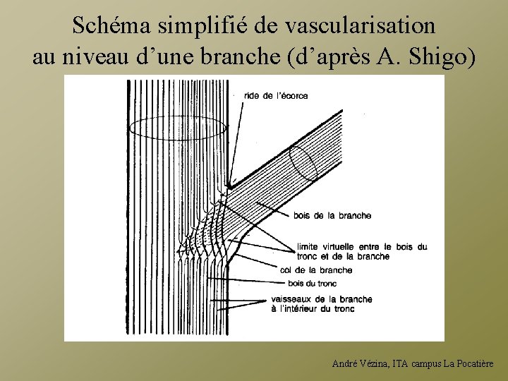 Schéma simplifié de vascularisation au niveau d’une branche (d’après A. Shigo) André Vézina, ITA