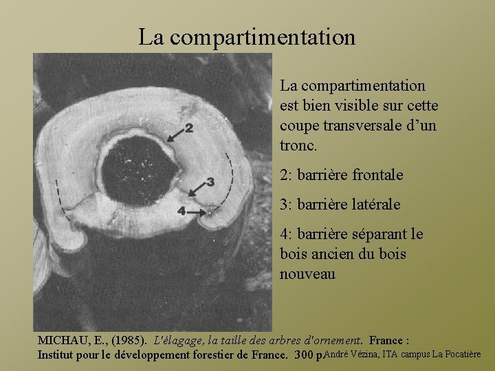 La compartimentation est bien visible sur cette coupe transversale d’un tronc. 2: barrière frontale