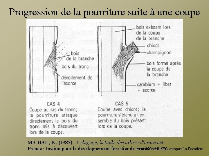 Progression de la pourriture suite à une coupe MICHAU, E. , (1985). L'élagage, la