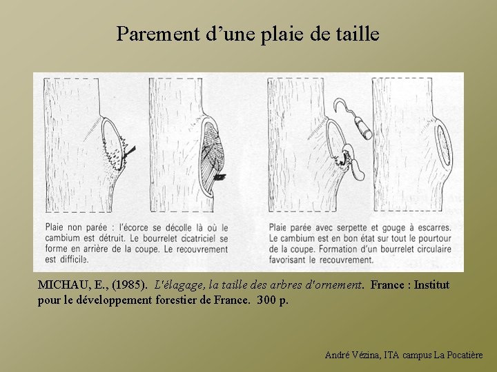 Parement d’une plaie de taille MICHAU, E. , (1985). L'élagage, la taille des arbres