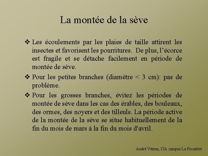 La montée de la sève v Les écoulements par les plaies de taille attirent