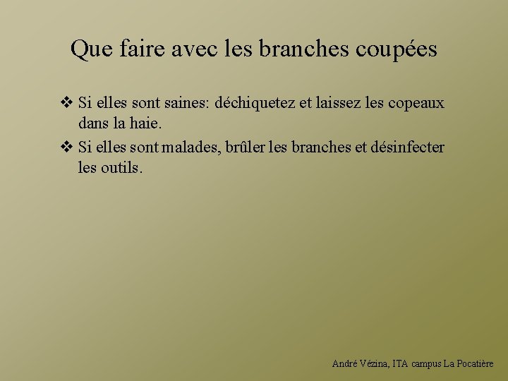 Que faire avec les branches coupées v Si elles sont saines: déchiquetez et laissez