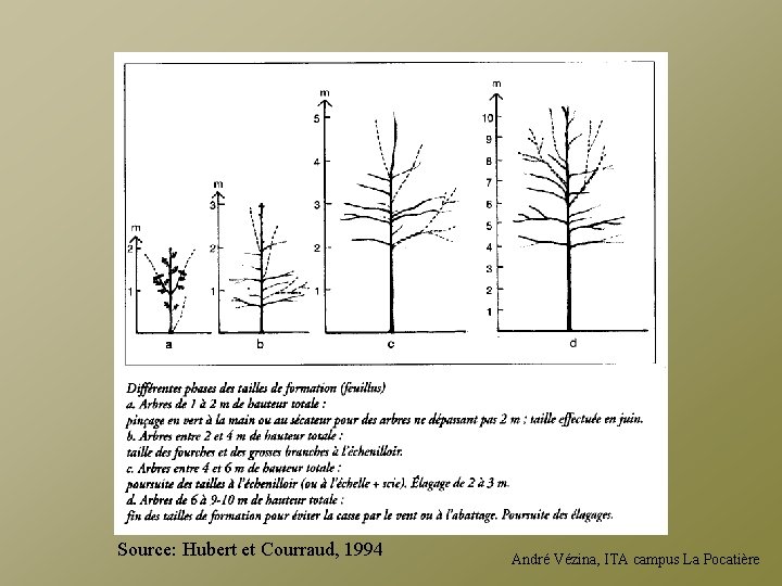 Source: Hubert et Courraud, 1994 André Vézina, ITA campus La Pocatière 