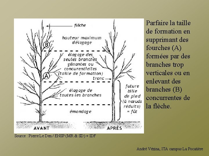 Parfaire la taille de formation en supprimant des fourches (A) formées par des branches