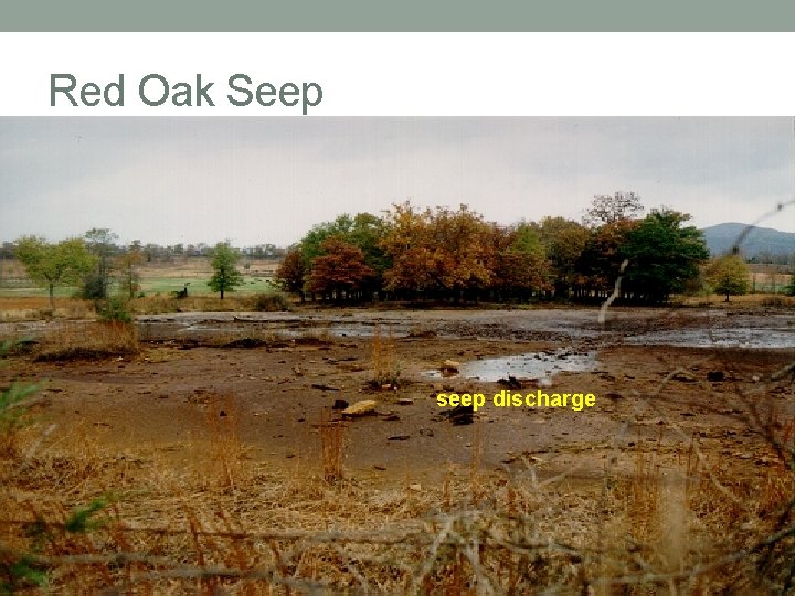 Red Oak Seep seep discharge 