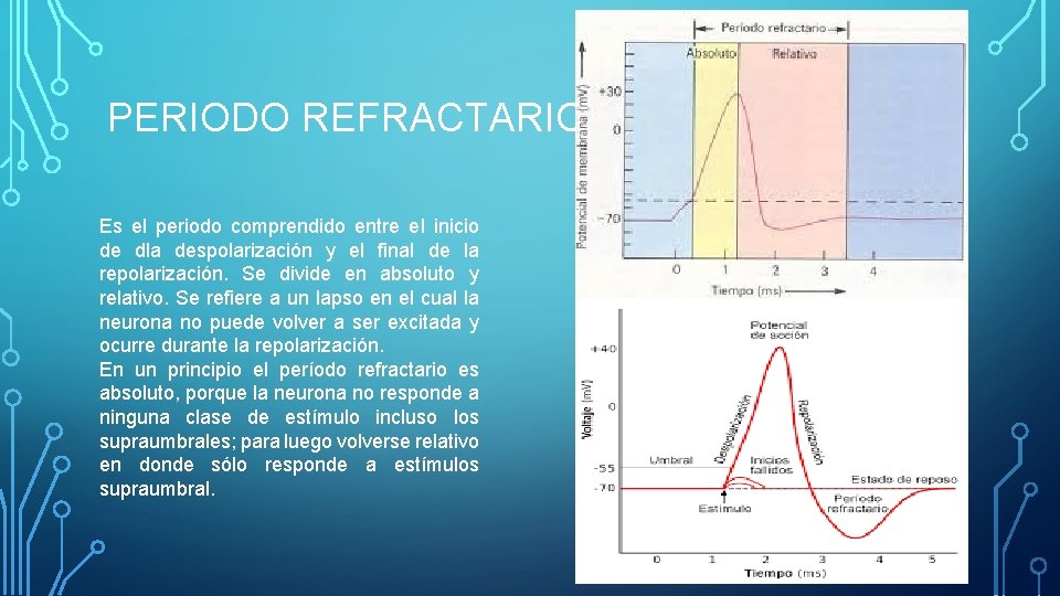 PERIODO REFRACTARIO Es el periodo comprendido entre el inicio de dla despolarización y el