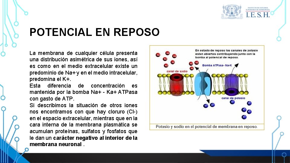 POTENCIAL EN REPOSO La membrana de cualquier célula presenta una distribución asimétrica de sus