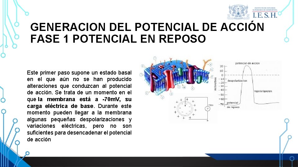 GENERACION DEL POTENCIAL DE ACCIÓN FASE 1 POTENCIAL EN REPOSO Este primer paso supone