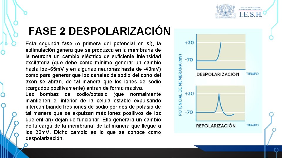 FASE 2 DESPOLARIZACIÓN Esta segunda fase (o primera del potencial en sí), la estimulación