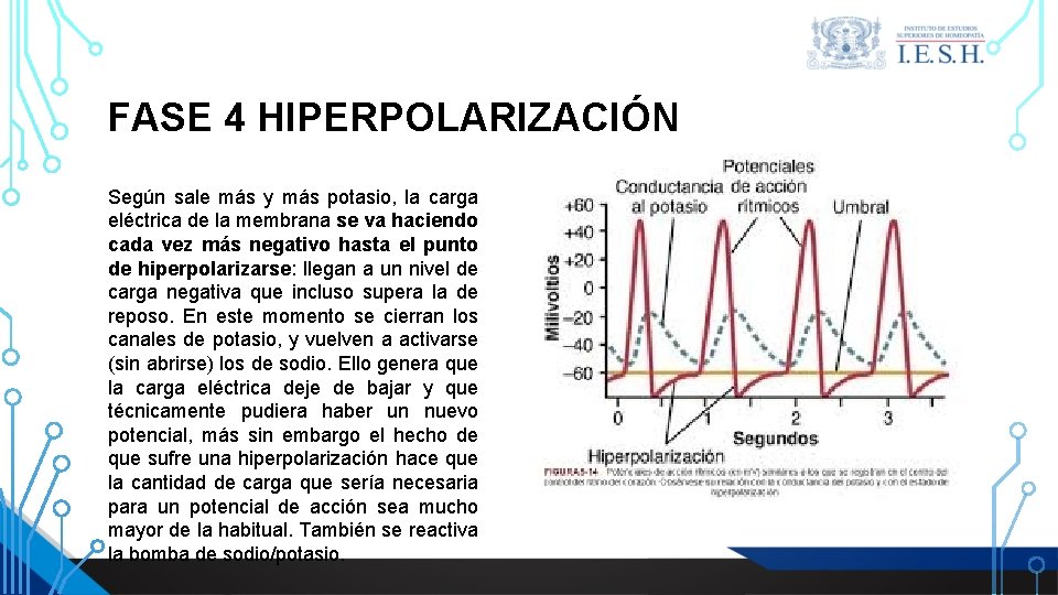 FASE 4 HIPERPOLARIZACIÓN Según sale más y más potasio, la carga eléctrica de la