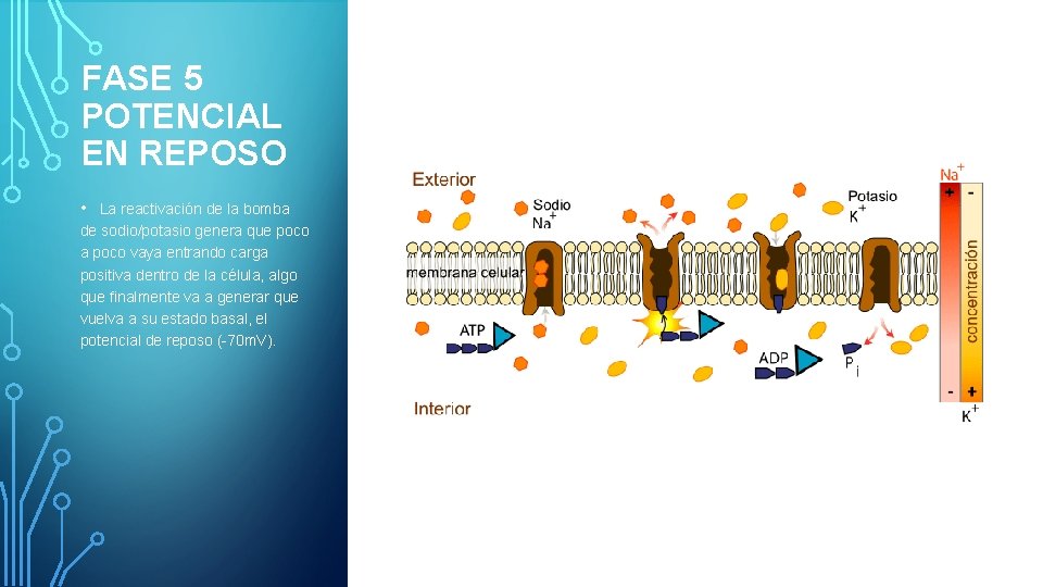 FASE 5 POTENCIAL EN REPOSO • La reactivación de la bomba de sodio/potasio genera
