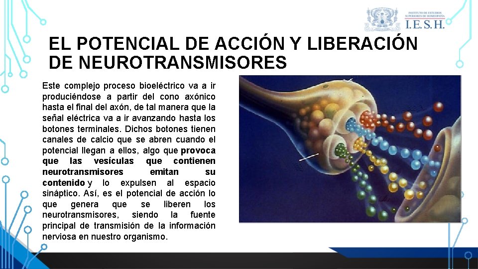 EL POTENCIAL DE ACCIÓN Y LIBERACIÓN DE NEUROTRANSMISORES Este complejo proceso bioeléctrico va a