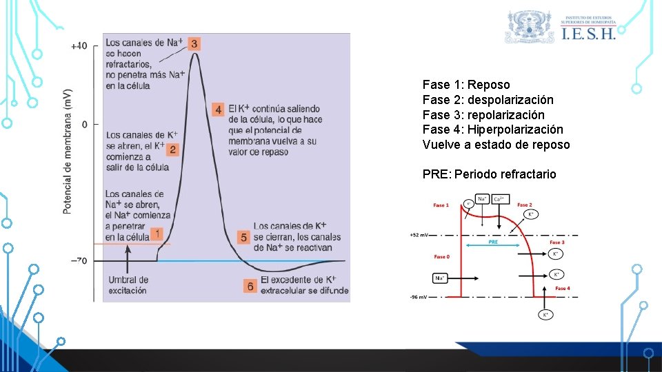 Fase 1: Reposo Fase 2: despolarización Fase 3: repolarización Fase 4: Hiperpolarización Vuelve a