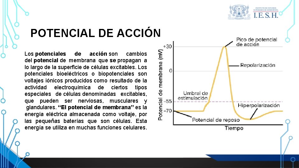 POTENCIAL DE ACCIÓN Los potenciales de acción son cambios del potencial de membrana que