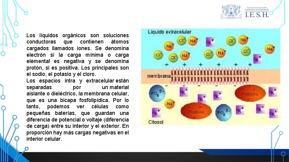 Los líquidos orgánicos son soluciones conductoras que contienen átomos cargados llamados iones. Se denomina