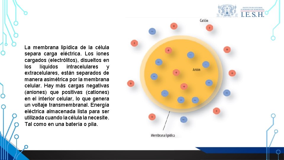 La membrana lipídica de la célula separa carga eléctrica. Los iones cargados (electrólitos), disueltos