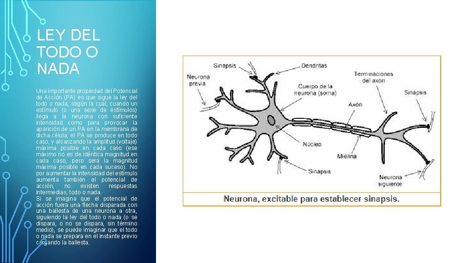 LEY DEL TODO O NADA Una importante propiedad del Potencial de Acción (PA) es