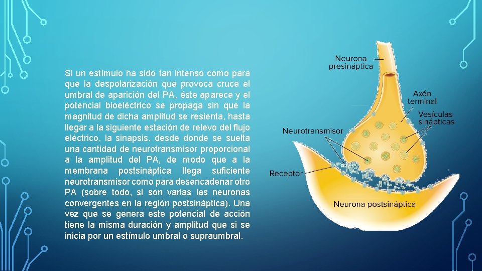 Si un estímulo ha sido tan intenso como para que la despolarización que provoca