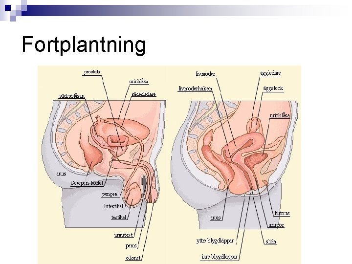 Fortplantning 