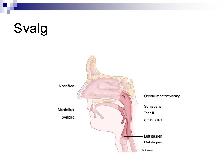 Svalg 