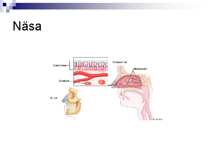 Näsa 