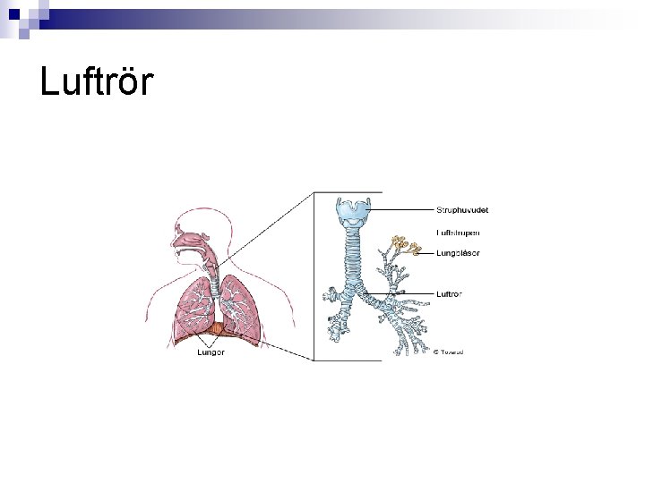 Luftrör 