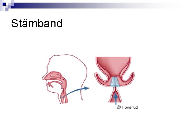 Stämband 