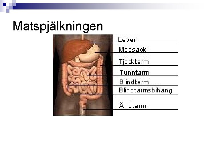 Matspjälkningen 