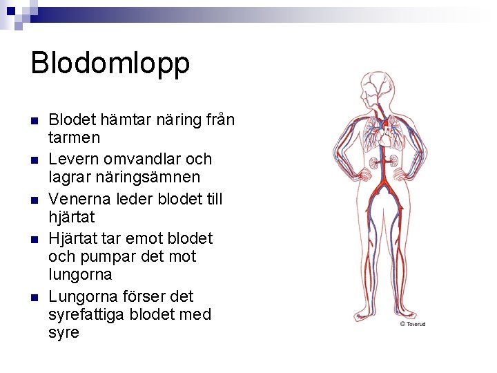 Blodomlopp n n n Blodet hämtar näring från tarmen Levern omvandlar och lagrar näringsämnen