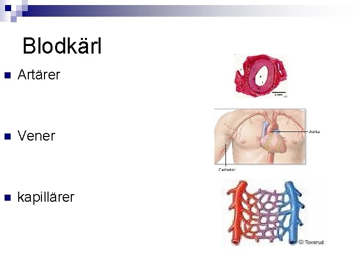 Blodkärl n Artärer n Vener n kapillärer 