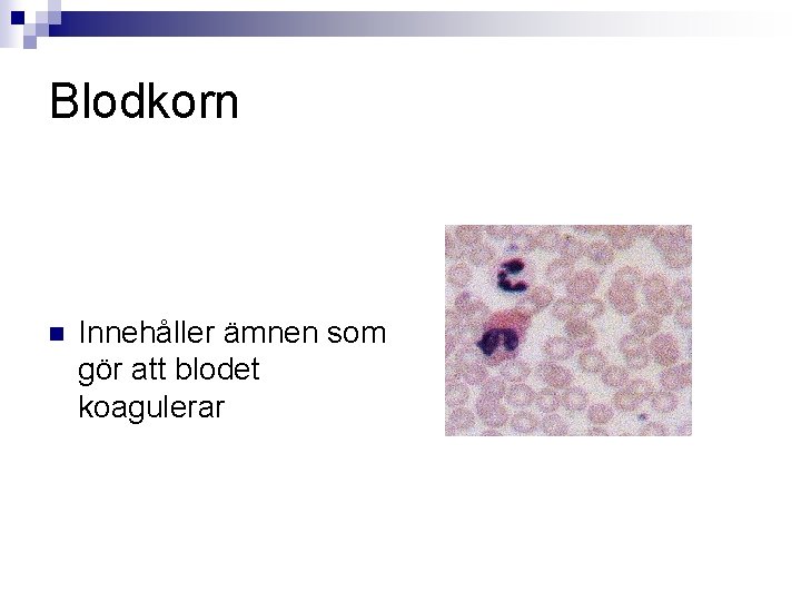 Blodkorn n Innehåller ämnen som gör att blodet koagulerar 