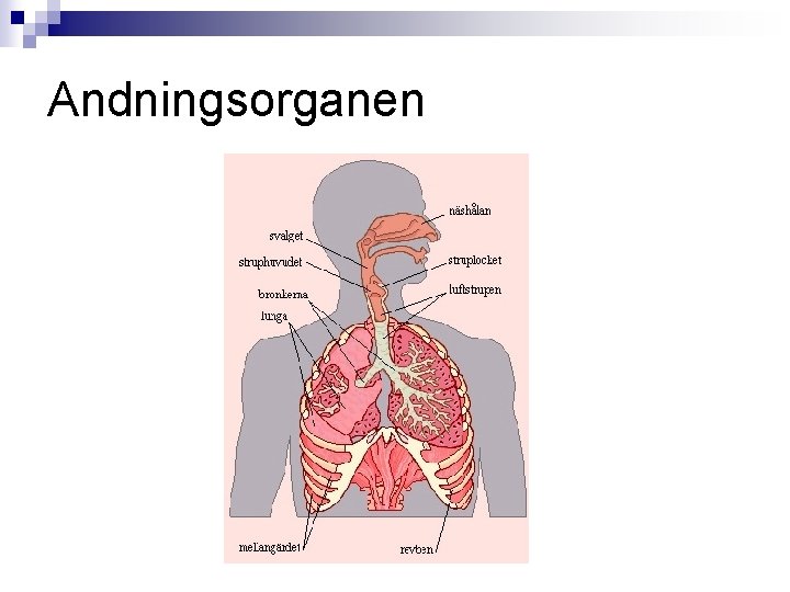 Andningsorganen 