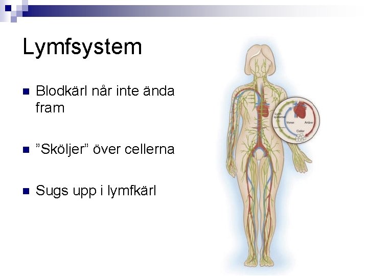 Lymfsystem n Blodkärl når inte ända fram n ”Sköljer” över cellerna n Sugs upp