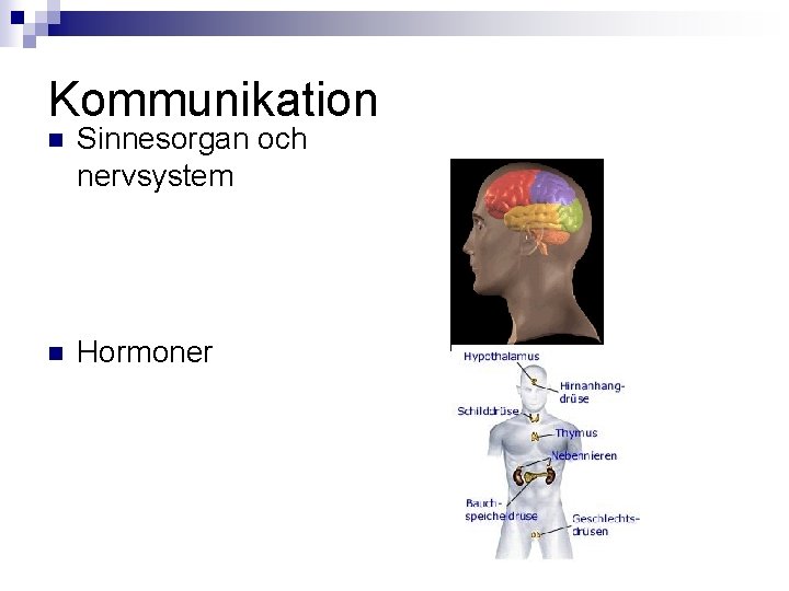 Kommunikation n Sinnesorgan och nervsystem n Hormoner 