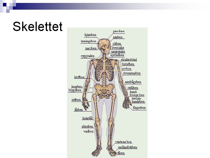 Skelettet 