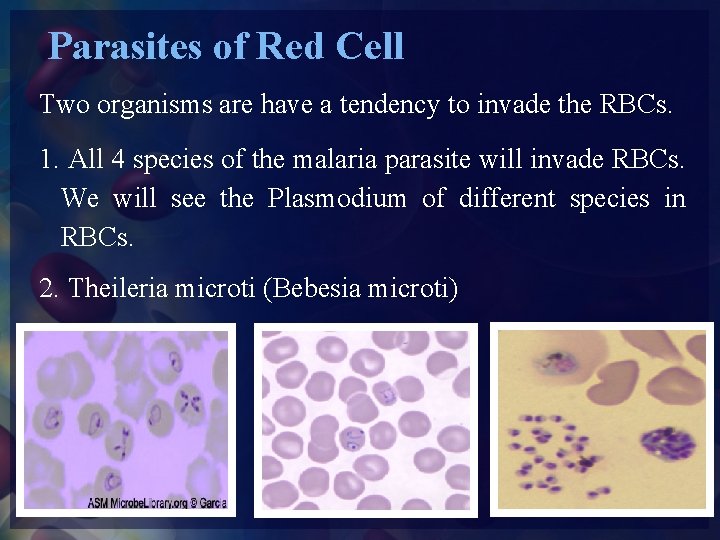 Parasites of Red Cell Two organisms are have a tendency to invade the RBCs