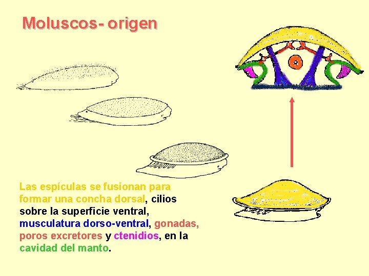 Moluscos- origen Las espículas se fusionan para formar una concha dorsal, cilios sobre la