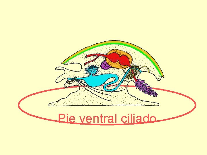 Pie ventral ciliado 