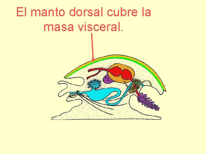 El manto dorsal cubre la masa visceral. 